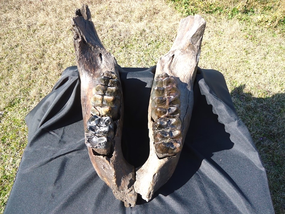 Large image 4 Incredible Mastodon Mandible with Four Teeth