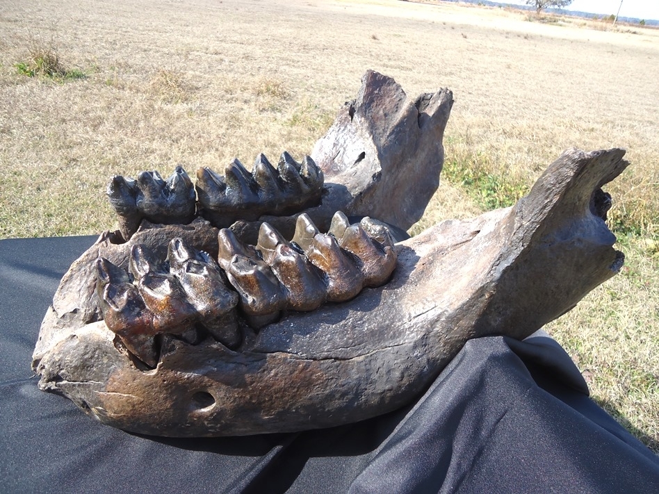 Large image 5 Incredible Mastodon Mandible with Four Teeth