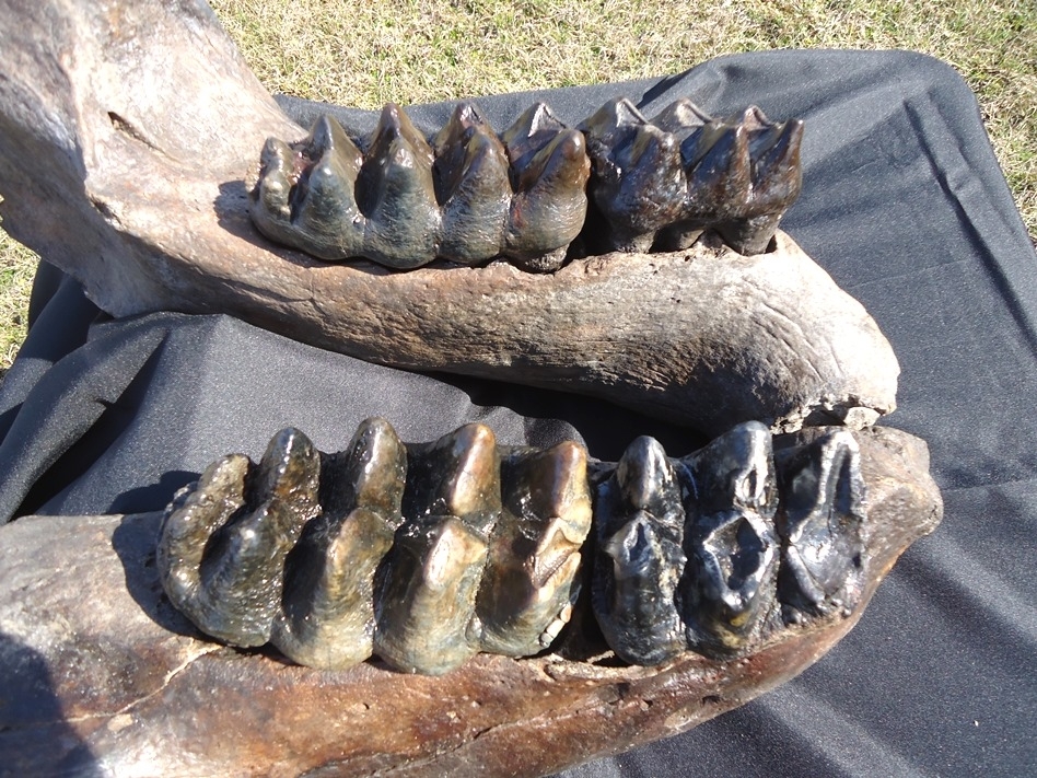 Large image 6 Incredible Mastodon Mandible with Four Teeth