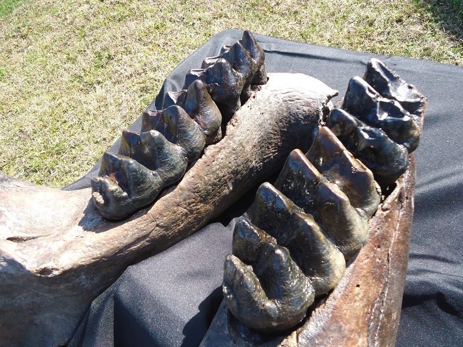 Large image 7 Incredible Mastodon Mandible with Four Teeth