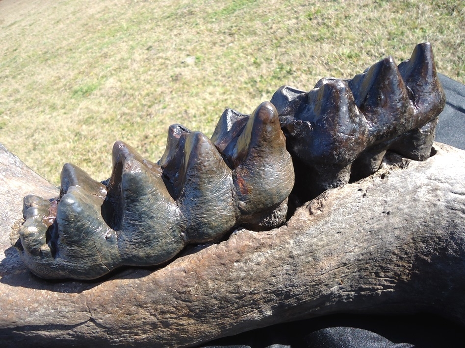 Large image 8 Incredible Mastodon Mandible with Four Teeth