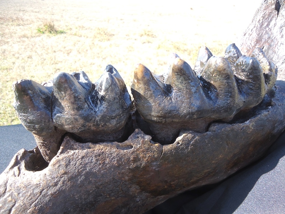 Large image 9 Incredible Mastodon Mandible with Four Teeth