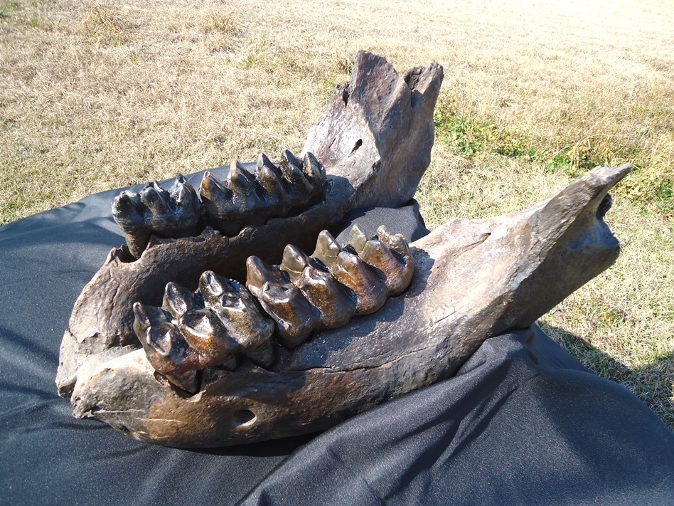 Large image 10 Incredible Mastodon Mandible with Four Teeth