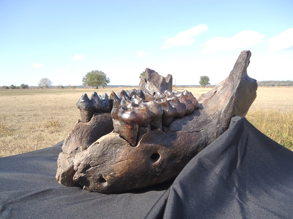 Large image 11 Incredible Mastodon Mandible with Four Teeth