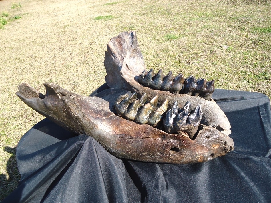 Large image 13 Incredible Mastodon Mandible with Four Teeth