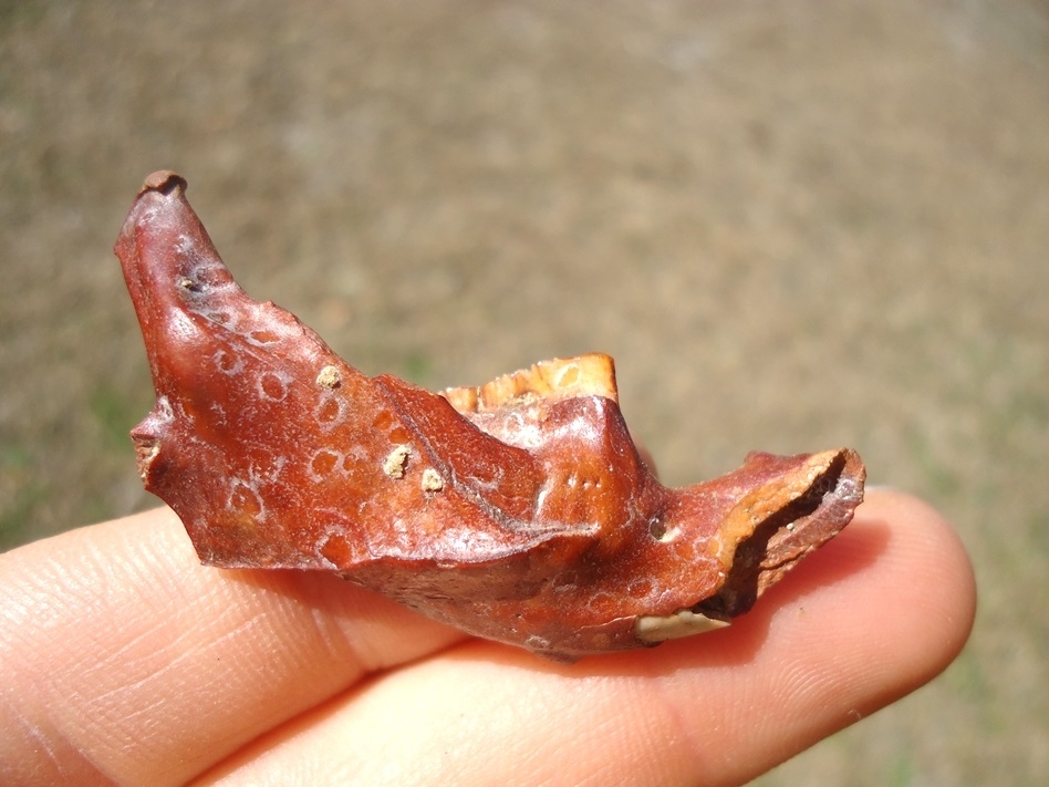 Large image 1 Unique Red Bone Muskrat Mandible