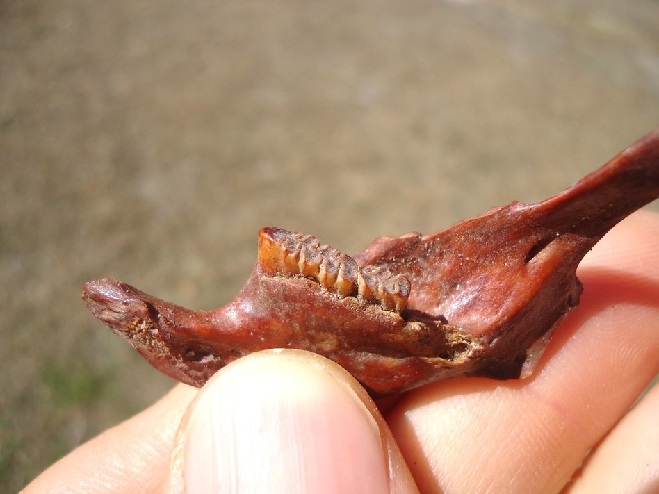 Large image 2 Unique Red Bone Muskrat Mandible