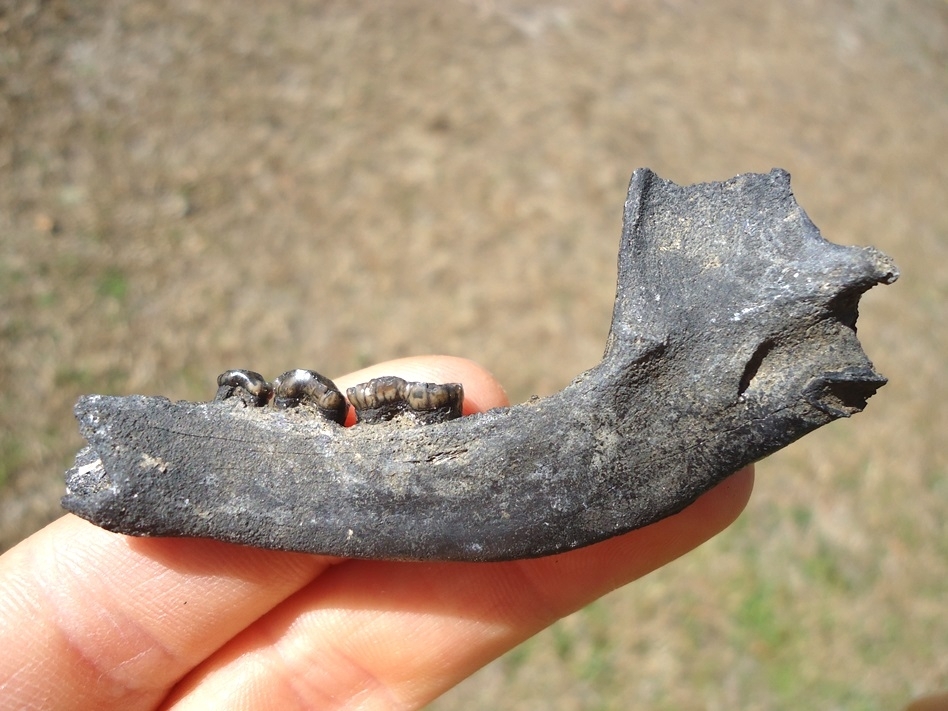 Large image 1 Choice Raccoon Mandible with Three Teeth