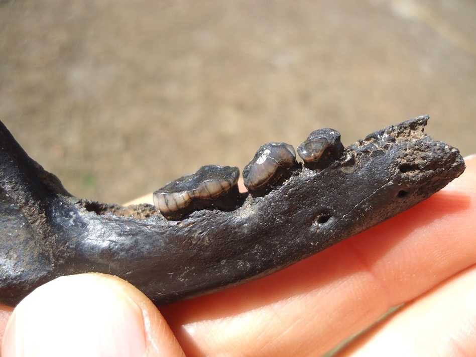 Large image 2 Choice Raccoon Mandible with Three Teeth