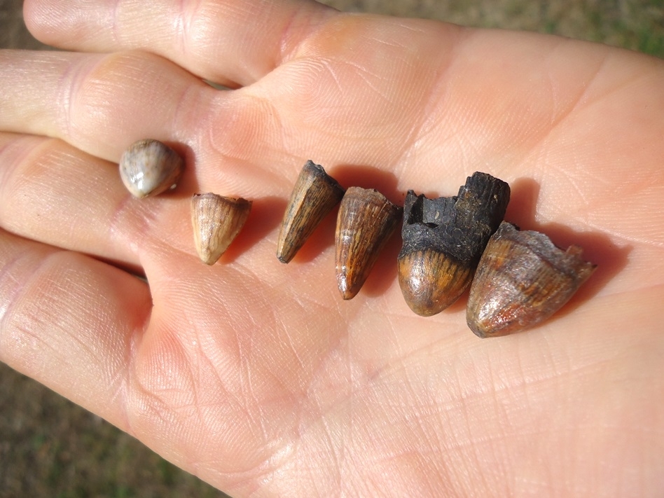 Large image 1 Six Beautifully Colorful Alligator Teeth