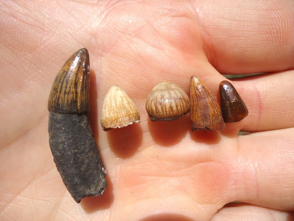 Large image 2 Five Beautifully Colorful Alligator Teeth