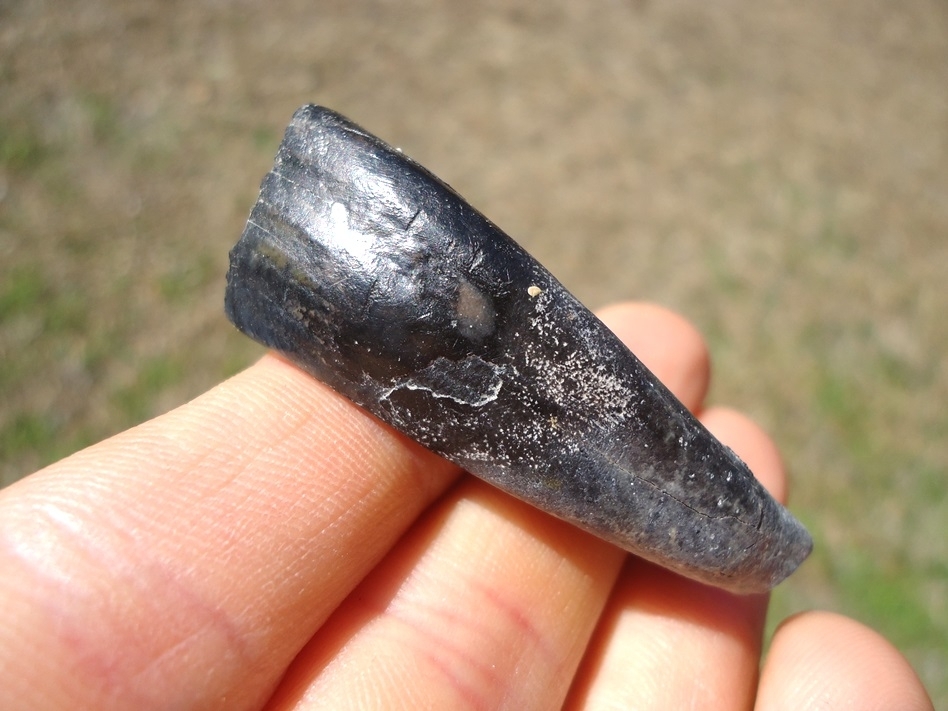 Large image 1 Leisey Shell Pit Horse Incisor