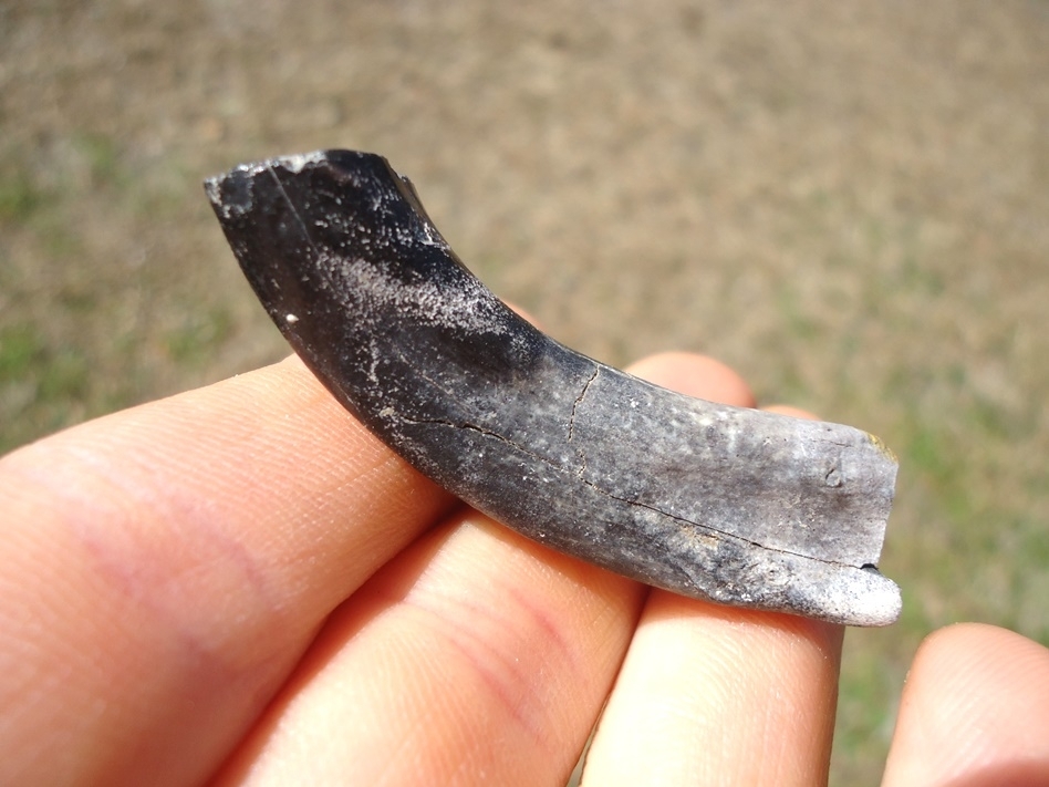 Large image 2 Leisey Shell Pit Horse Incisor