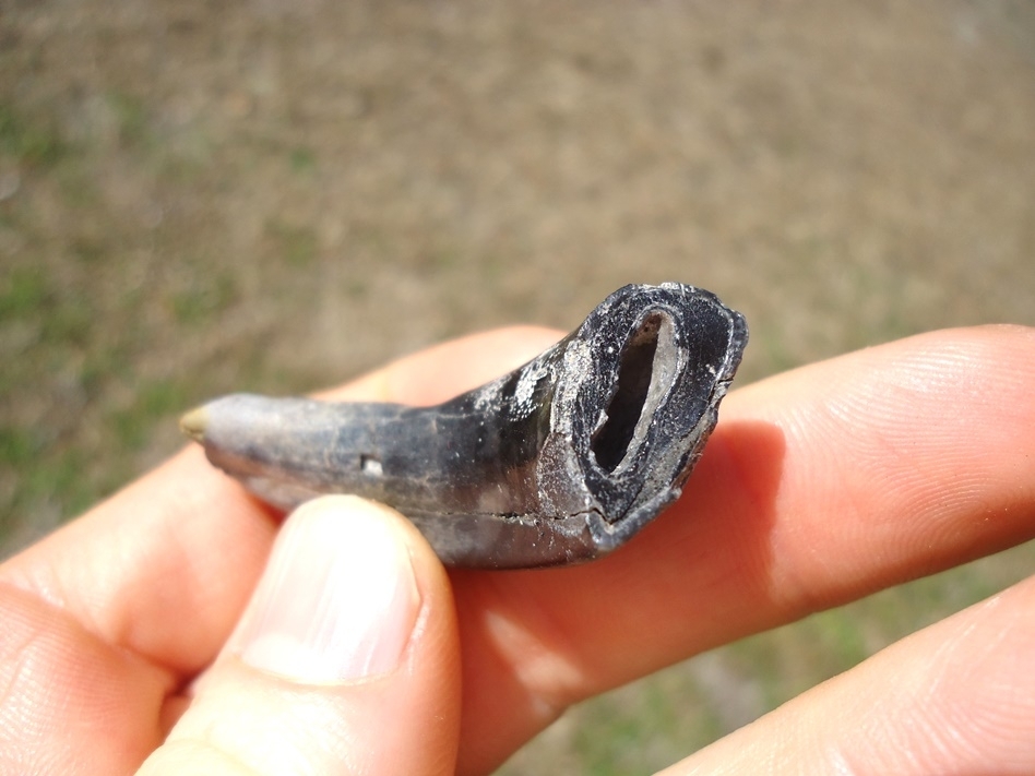 Large image 3 Leisey Shell Pit Horse Incisor