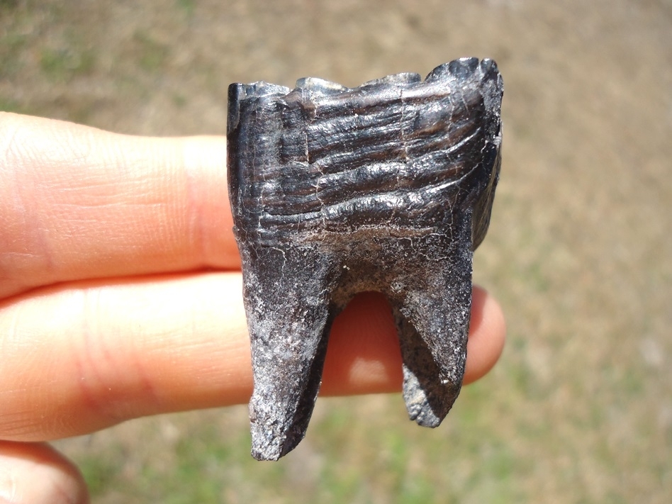 Large image 1 Excellent Rooted Leisey Shell Pit Horse Tooth