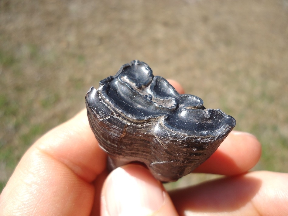 Large image 2 Excellent Rooted Leisey Shell Pit Horse Tooth