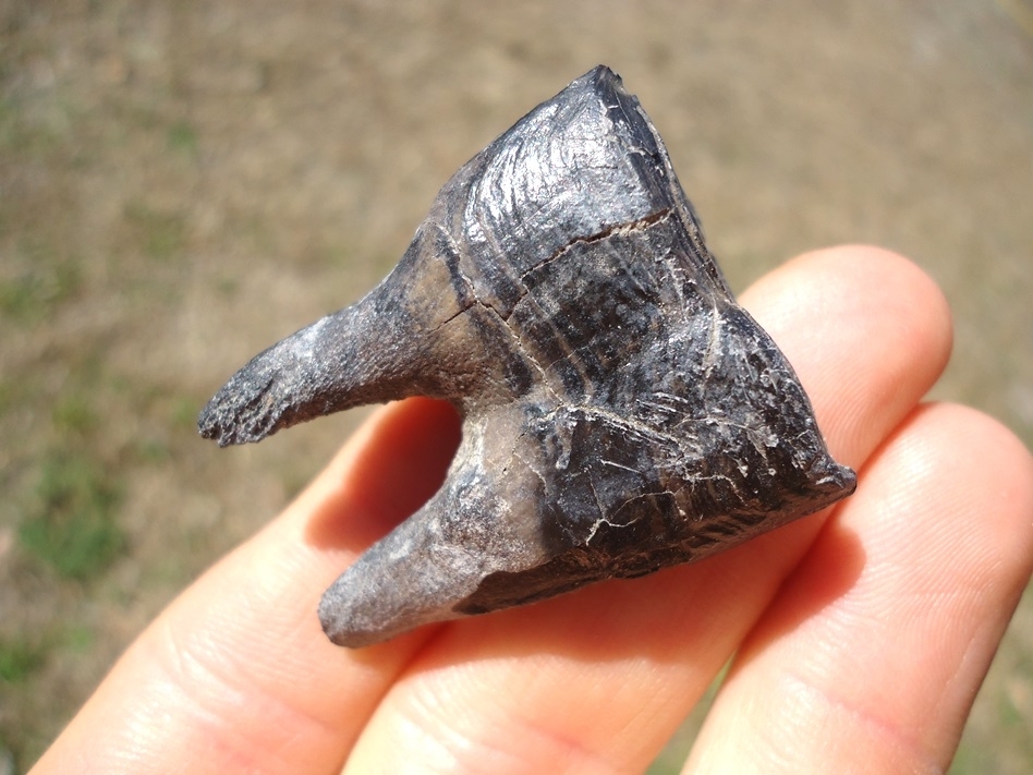 Large image 3 Excellent Rooted Leisey Shell Pit Horse Tooth