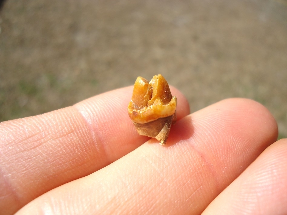 Large image 1 Beautiful Orange Peccary Premolar