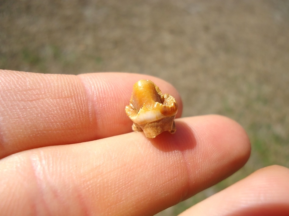 Large image 2 Beautiful Orange Peccary Premolar