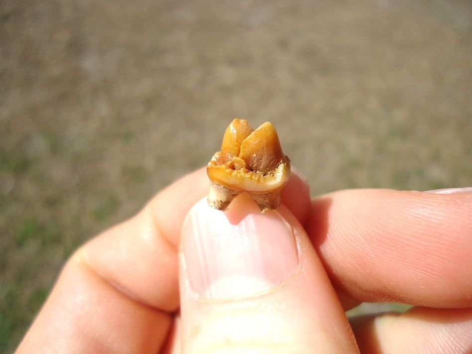 Large image 3 Beautiful Orange Peccary Premolar