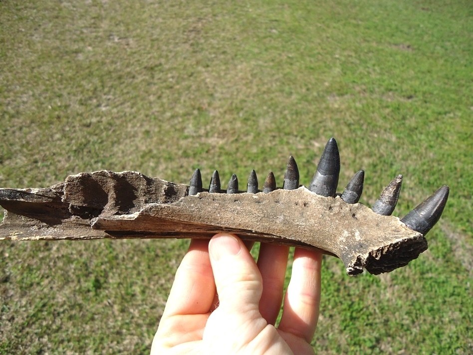 Large image 1 Alligator Mandible with 10 Teeth