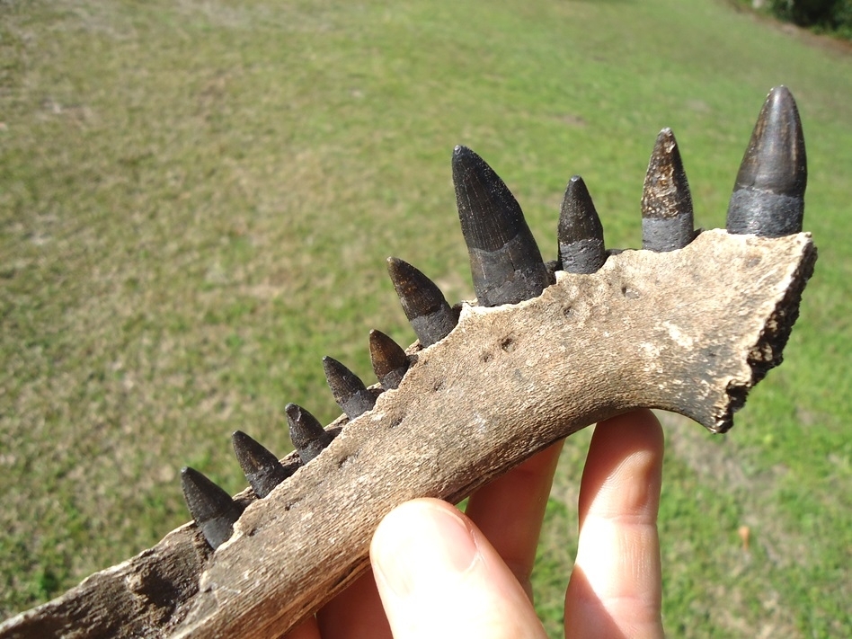 Large image 2 Alligator Mandible with 10 Teeth