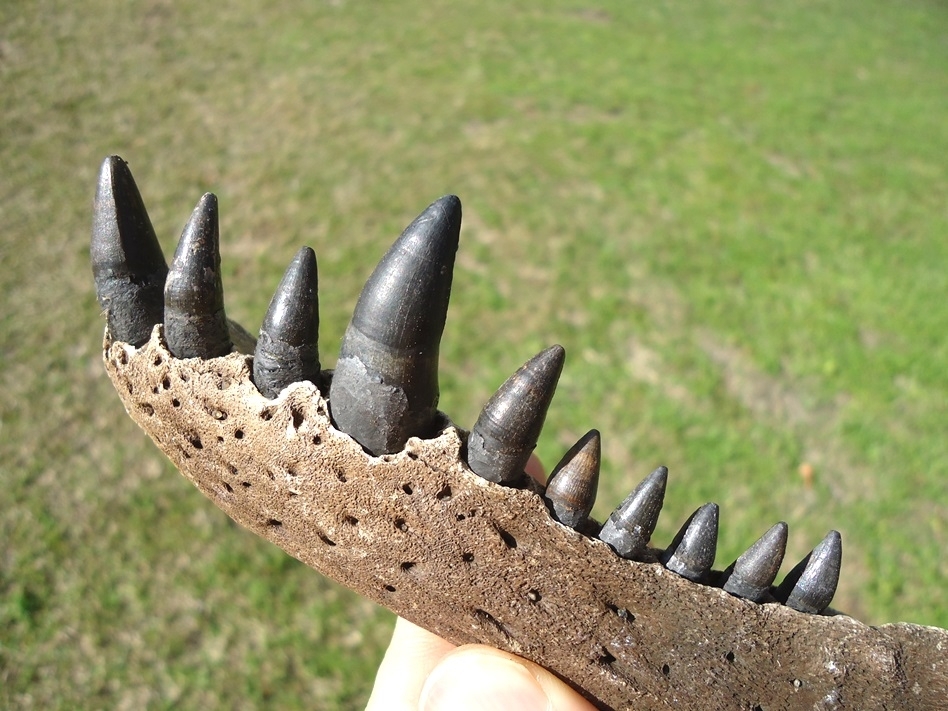 Large image 3 Alligator Mandible with 10 Teeth