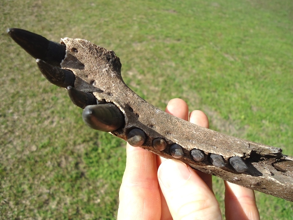 Large image 4 Alligator Mandible with 10 Teeth