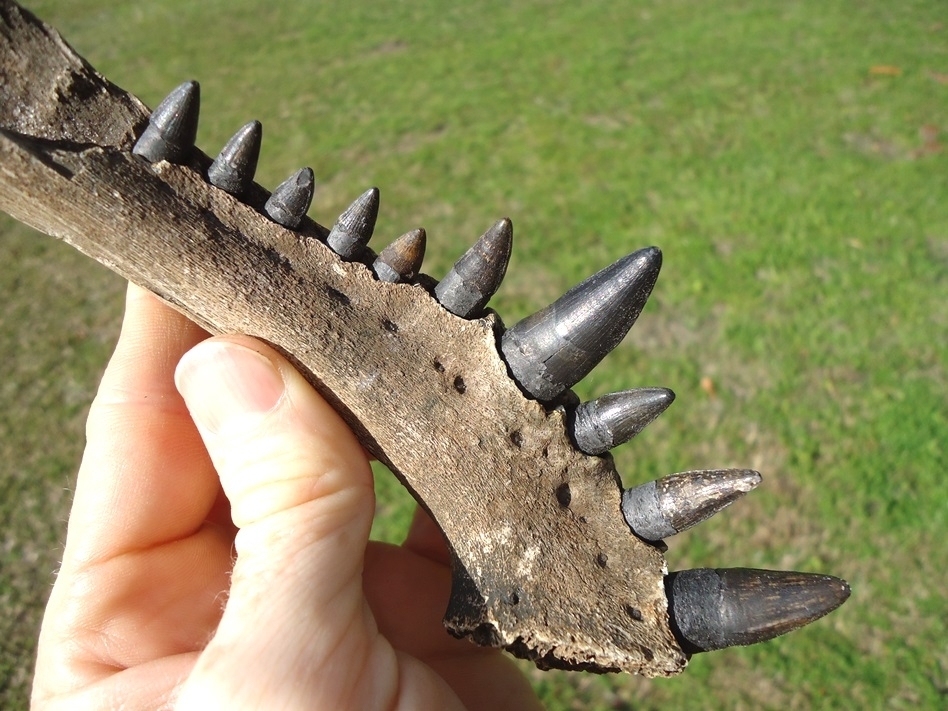 Large image 5 Alligator Mandible with 10 Teeth