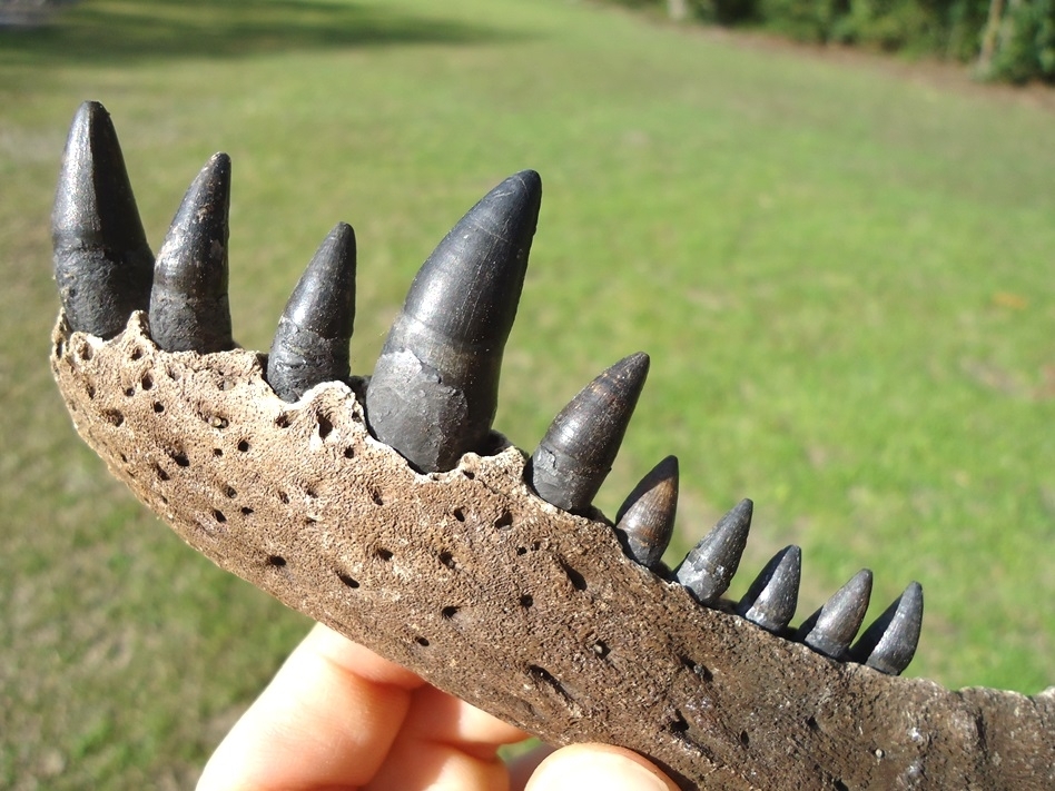 Large image 6 Alligator Mandible with 10 Teeth