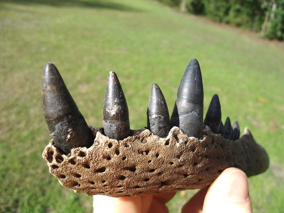 Large image 7 Alligator Mandible with 10 Teeth