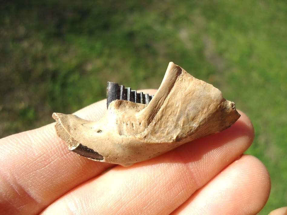 Large image 1 Choice Muskrat Mandible