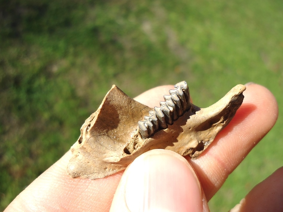 Large image 2 Choice Muskrat Mandible