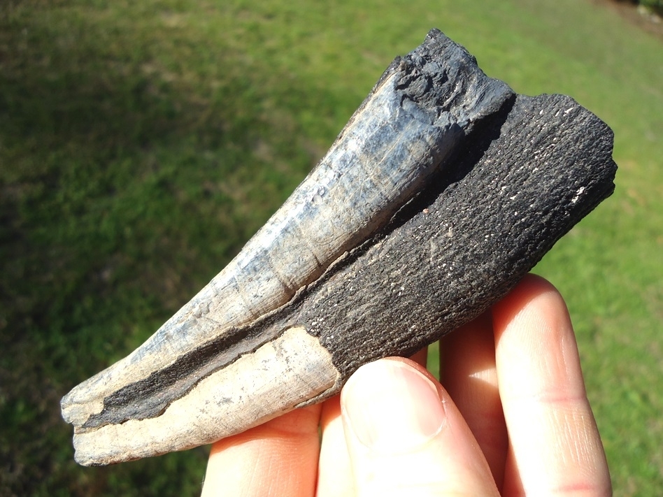 Unique Large Mastodon Tooth Root | Recently Sold | FOSSILS ...