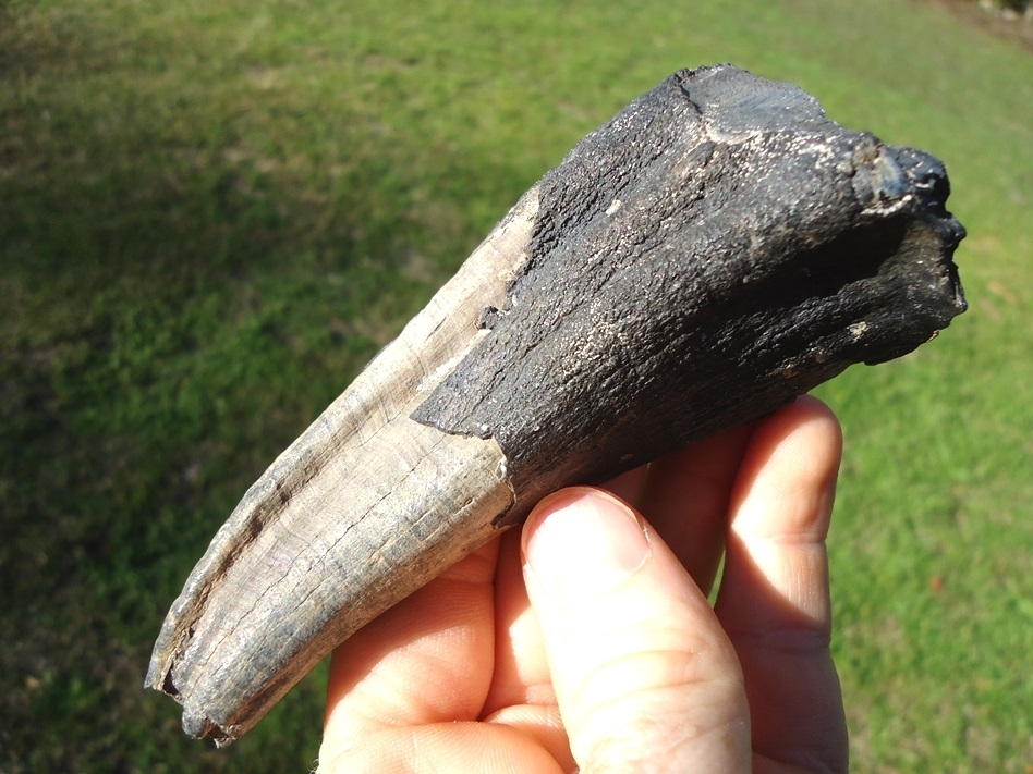 Unique Large Mastodon Tooth Root | Recently Sold | FOSSILS ...