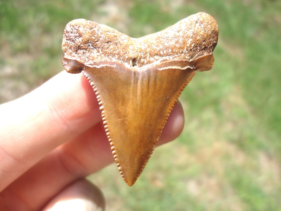 Beautiful Burnt Orange Auriculatus Shark Tooth | Shark | FOSSILS ...