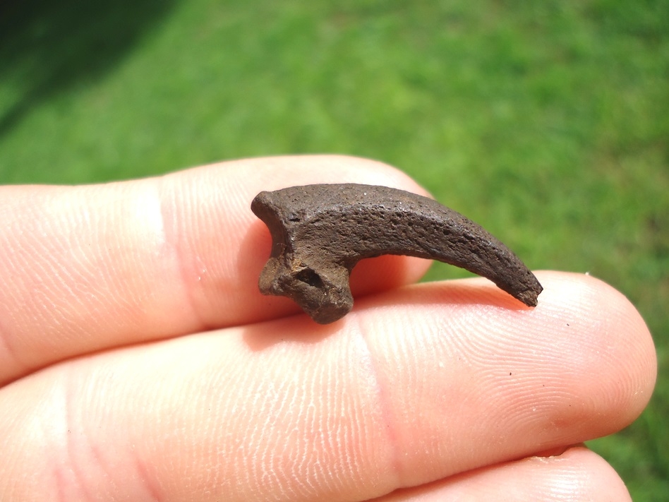 Excellent Bald Eagle Claw | Bird | FOSSILS | Prehistoric Florida